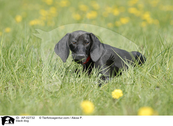 schwarzer Hund / black dog / AP-02732