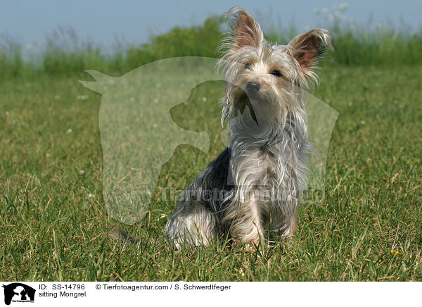 sitzender Yorkshire-Terrier-Mischling / sitting Mongrel / SS-14796