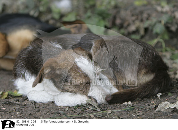 schlafender Hund / sleeping dog / SG-01294