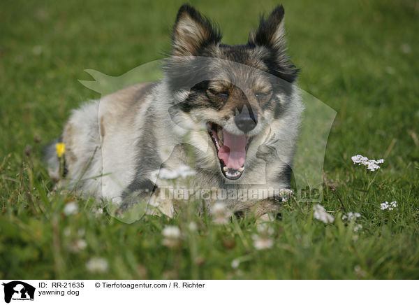 ghnender Hund / yawning dog / RR-21635