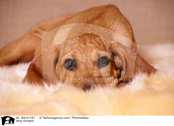 liegender Beagle-Griffon-Mix / lying mongrel / BS-01161