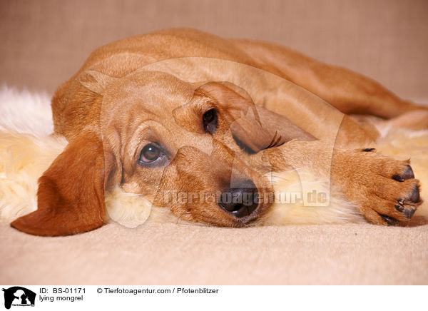 liegender Beagle-Griffon-Mix / lying mongrel / BS-01171