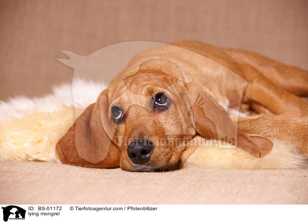 liegender Beagle-Griffon-Mix / lying mongrel / BS-01172