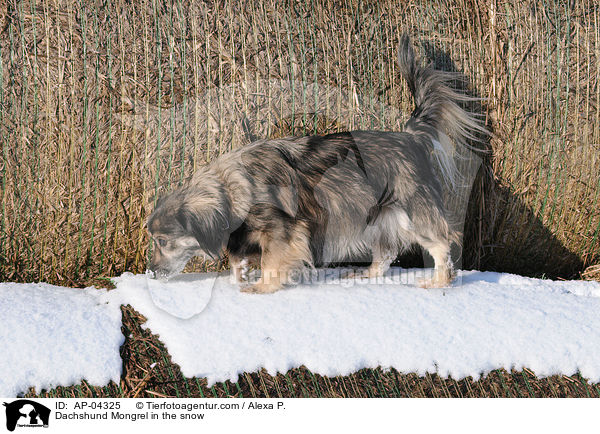 Dackel-Mischling / Dachshund Mongrel in the snow / AP-04325