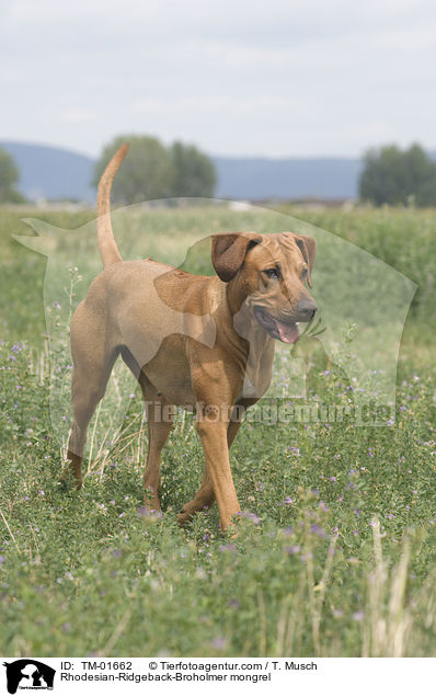 Rhodesian-Ridgeback-Broholmer Mischling / Rhodesian-Ridgeback-Broholmer mongrel / TM-01662