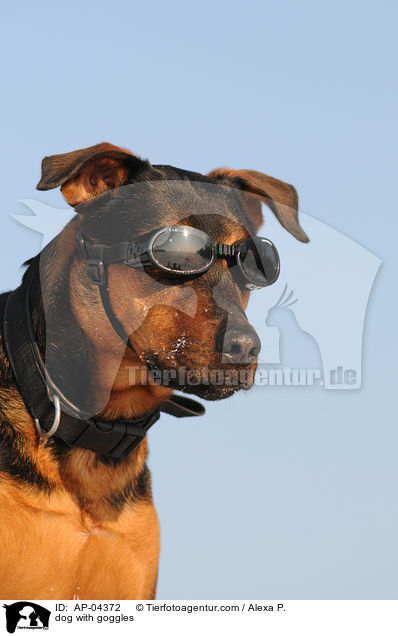 Hund mit Schutzbrille / dog with goggles / AP-04372