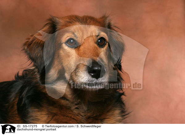 Dackel-Mischling Portrait / dachshund-mongrel portrait / SS-17275