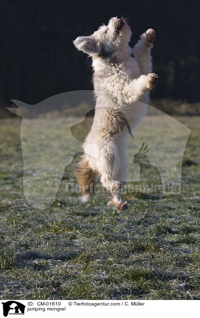 springender Tibet-Terrier-Sheltie-Mischling / jumping mongrel / CM-01610
