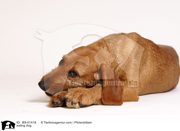 fressender Hund / eating dog / BS-01418