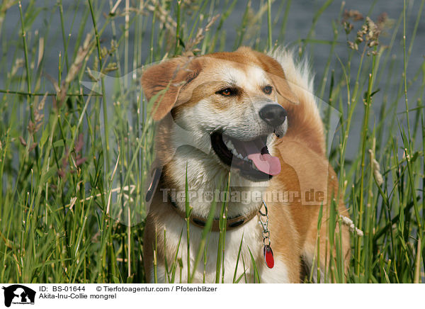 Akita-Inu-Collie-Mix / Akita-Inu-Collie mongrel / BS-01644