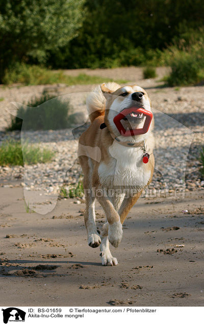 Akita-Inu-Collie-Mix / Akita-Inu-Collie mongrel / BS-01659