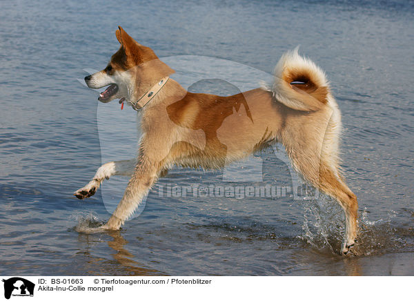 Akita-Inu-Collie-Mix / Akita-Inu-Collie mongrel / BS-01663