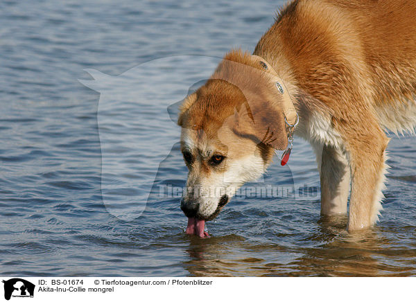 Akita-Inu-Collie-Mix / Akita-Inu-Collie mongrel / BS-01674