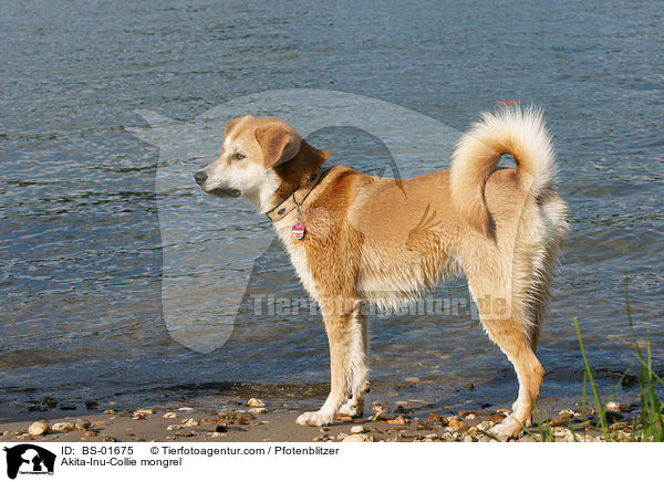 Akita-Inu-Collie-Mix / Akita-Inu-Collie mongrel / BS-01675