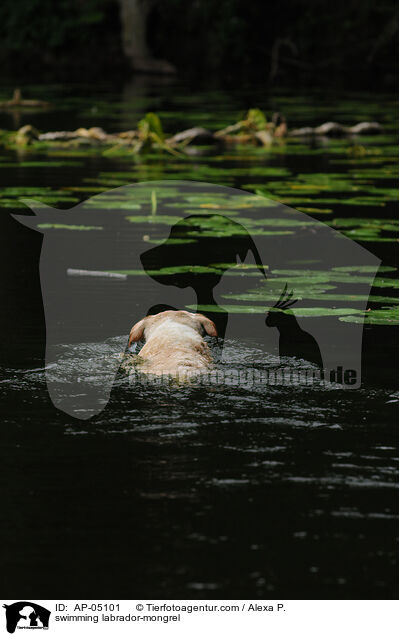 schwimmender Labrador-Mischling / swimming labrador-mongrel / AP-05101