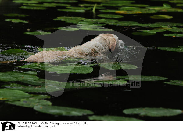 schwimmender Labrador-Mischling / swimming labrador-mongrel / AP-05102