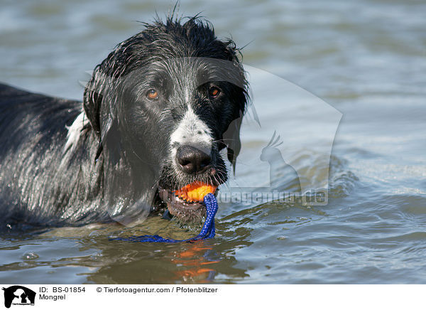 Labrador-Mnsterlnder-Bernersennenhund-Mix / Mongrel / BS-01854