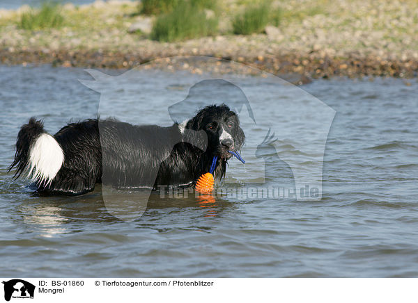 Labrador-Mnsterlnder-Bernersennenhund-Mix / Mongrel / BS-01860