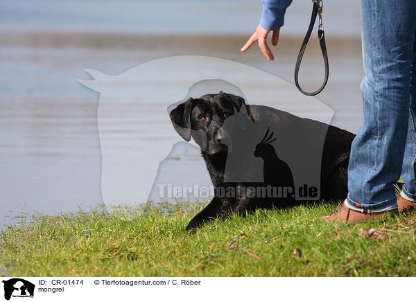 Retriever-Mix / mongrel / CR-01474