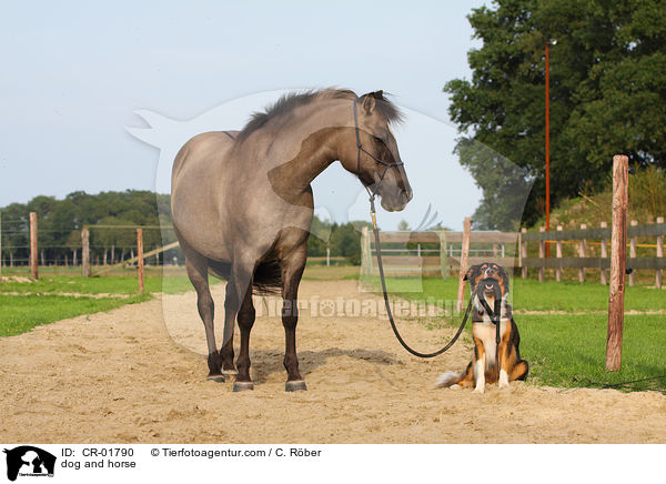 dog and horse / CR-01790