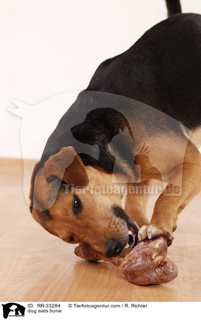 dog eats bone / RR-33284