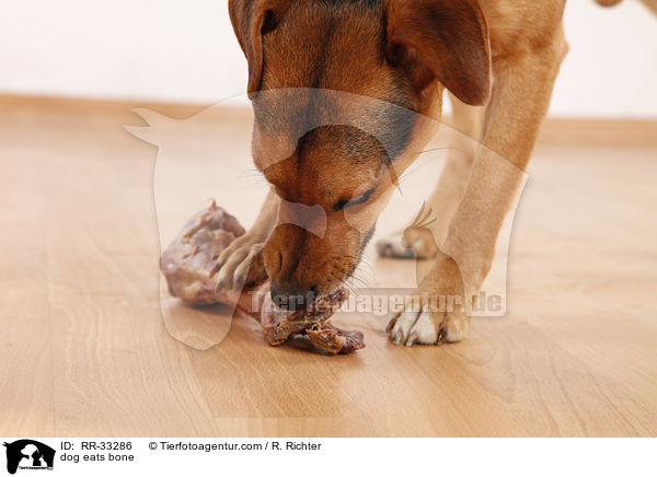 Hund frit Knochen / dog eats bone / RR-33286