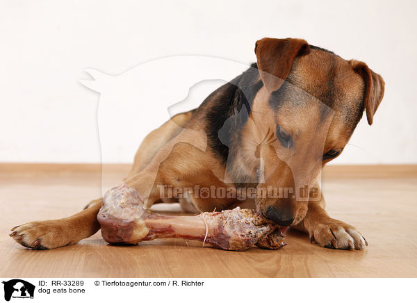 dog eats bone / RR-33289