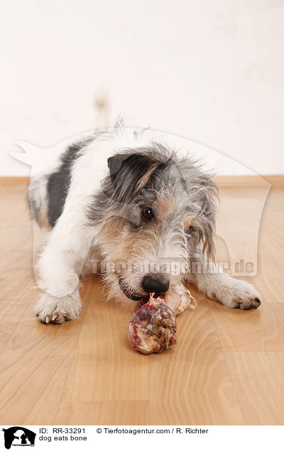 dog eats bone / RR-33291