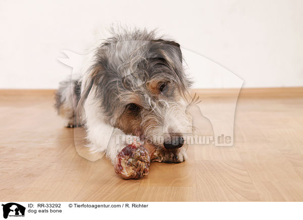 dog eats bone / RR-33292