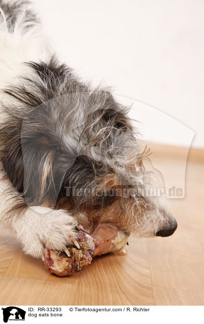 dog eats bone / RR-33293
