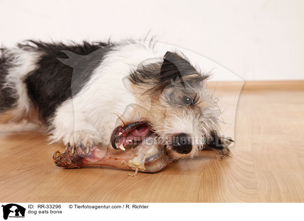 dog eats bone / RR-33296