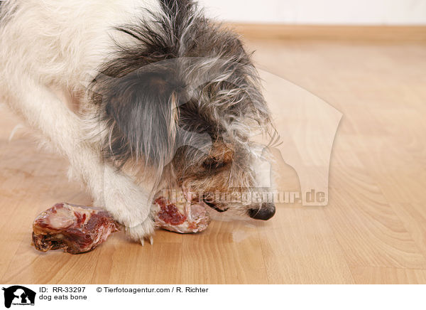 dog eats bone / RR-33297