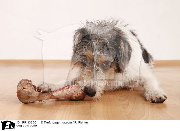 dog eats bone / RR-33300