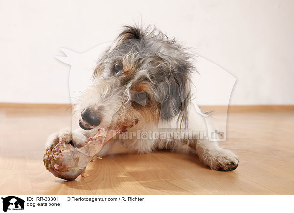 dog eats bone / RR-33301