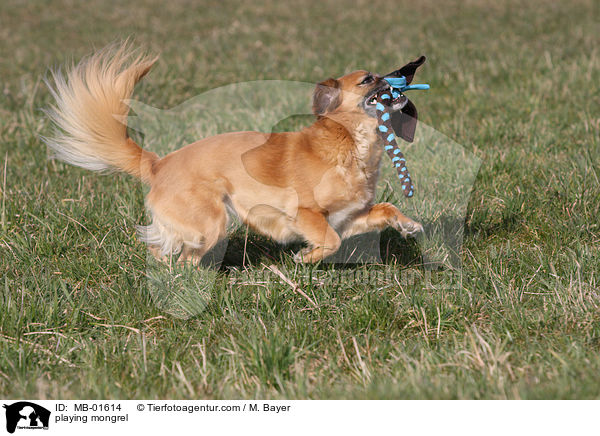 spielender Pekinese-Mix / playing mongrel / MB-01614