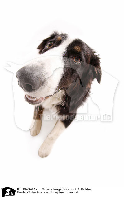 Border-Collie-Australian-Shepherd-Mischling / Border-Collie-Australian-Shepherd mongrel / RR-34617