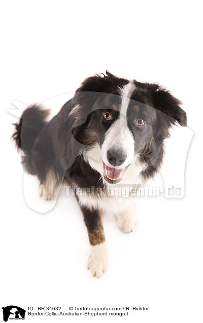 Border-Collie-Australian-Shepherd-Mischling / Border-Collie-Australian-Shepherd mongrel / RR-34632