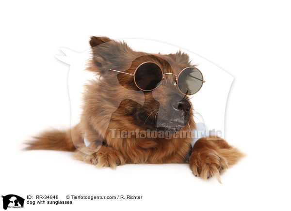 Hund mit Sonnenbrille / dog with sunglasses / RR-34948
