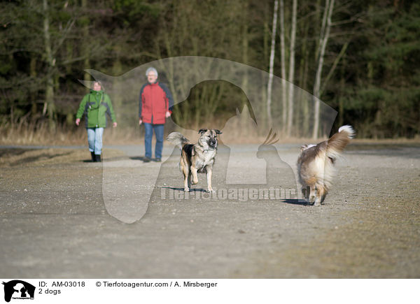 Hundebegegnung / 2 dogs / AM-03018