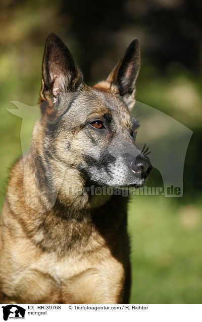 Malinois-Mischling / mongrel / RR-39768