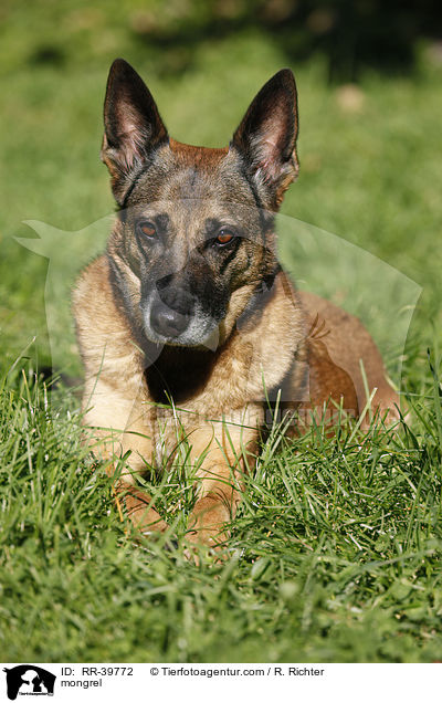 Malinois-Mischling / mongrel / RR-39772