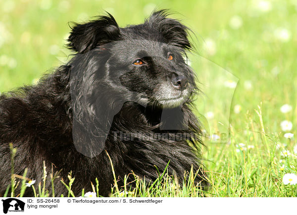 liegender Spitz-Mix / lying mongrel / SS-26458