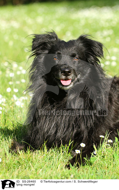 liegender Spitz-Mix / lying mongrel / SS-26460