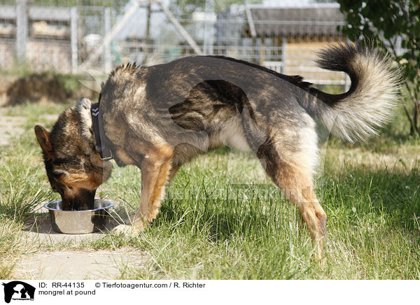 Mischling im Tierheim / mongrel at pound / RR-44135