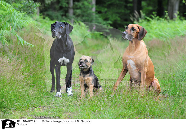 3 Hunde / 3 dogs / NN-02145