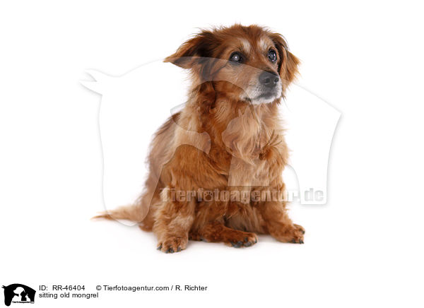 sitzender alter Mischling / sitting old mongrel / RR-46404