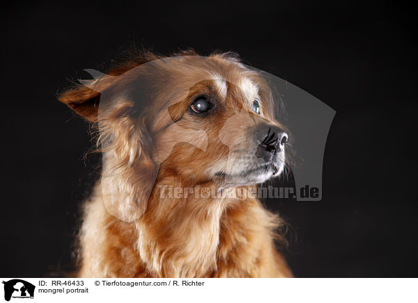 Mischling Portrait / mongrel portrait / RR-46433