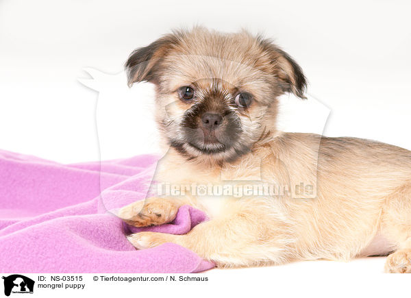 mongrel puppy / NS-03515