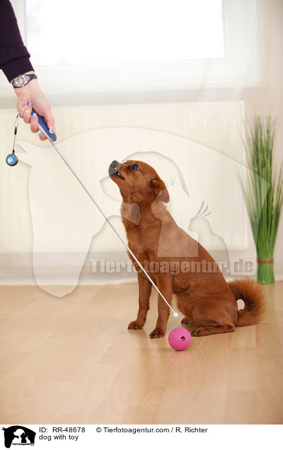 Hund mit Spielzeug / dog with toy / RR-48678