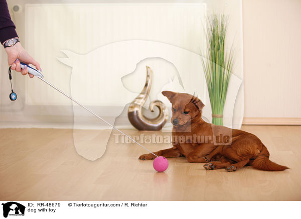 Hund mit Spielzeug / dog with toy / RR-48679